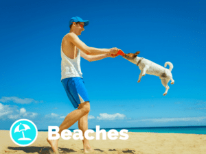 Dog friendly Beaches
