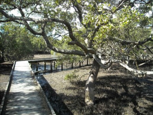 Mangrove-Boardwalk-1