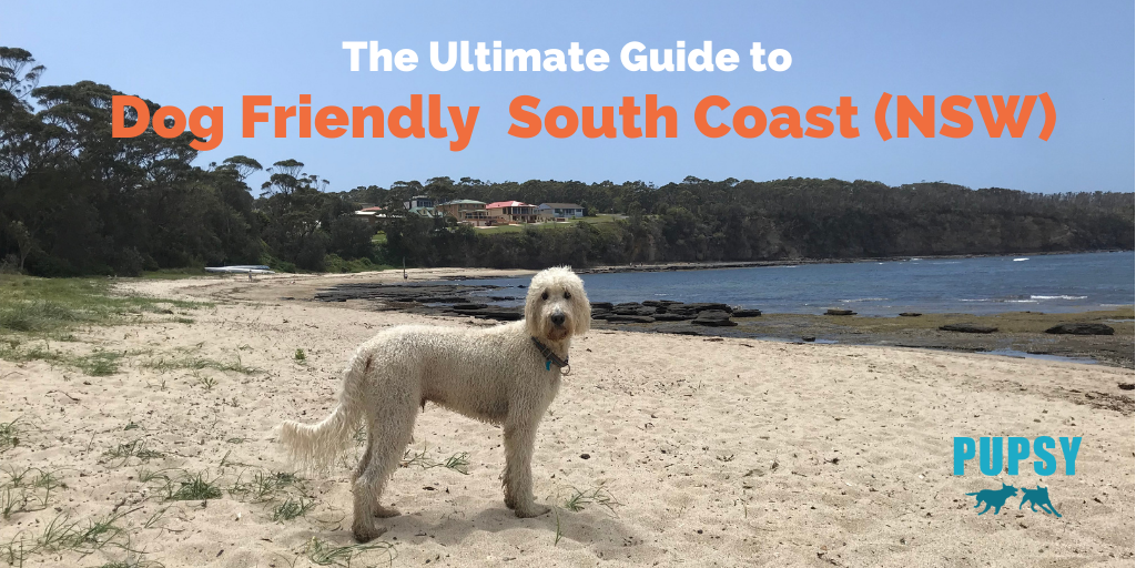 dog-friendly-south-coast