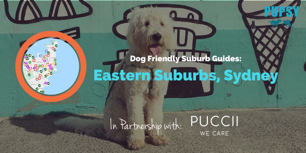 dog-friendly-eastern-suburbs-puccii