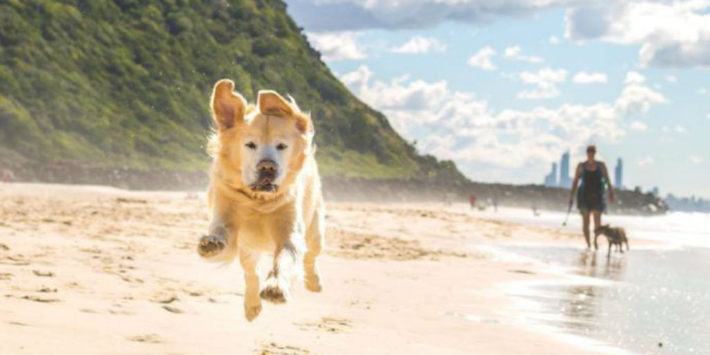 can you take dogs to burleigh beach