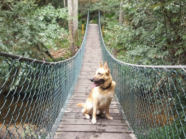 Arboretum Track 86 768x576