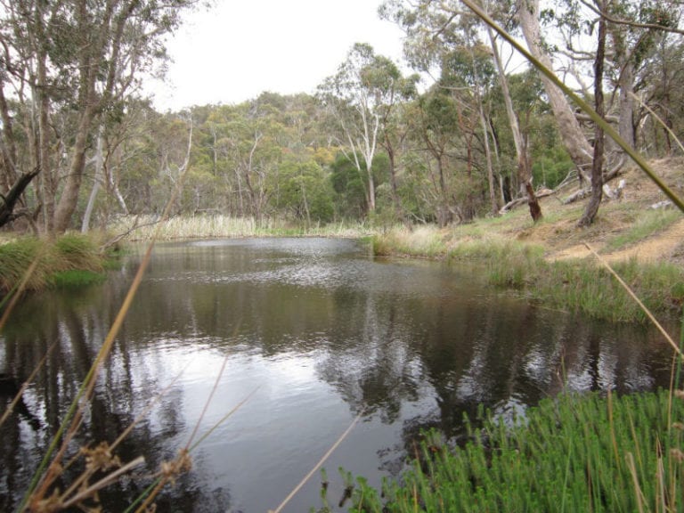 Black Hill Reserve Dog Friendly Walk 1 86 768x576