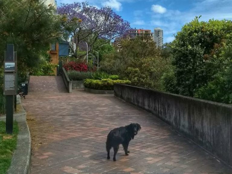 Embarkation Park in Potts Point 86 768x576