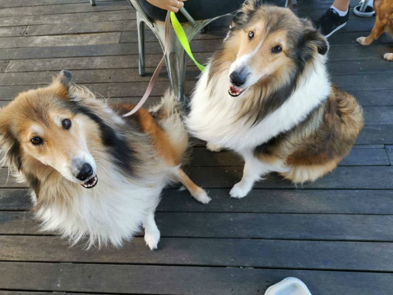 Frigg Cafe Dog Friendly 1 86 768x576