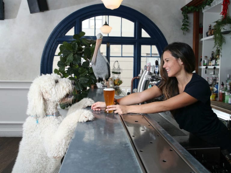 Dog Friendly Pubs & Bars Discover Dog Friendly Places near you on Pupsy
