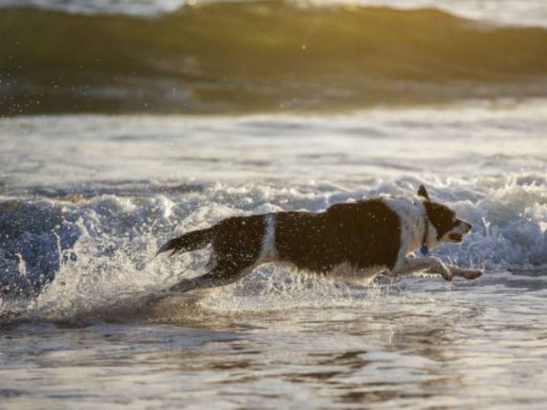 Glenelg Beach 86 768x576