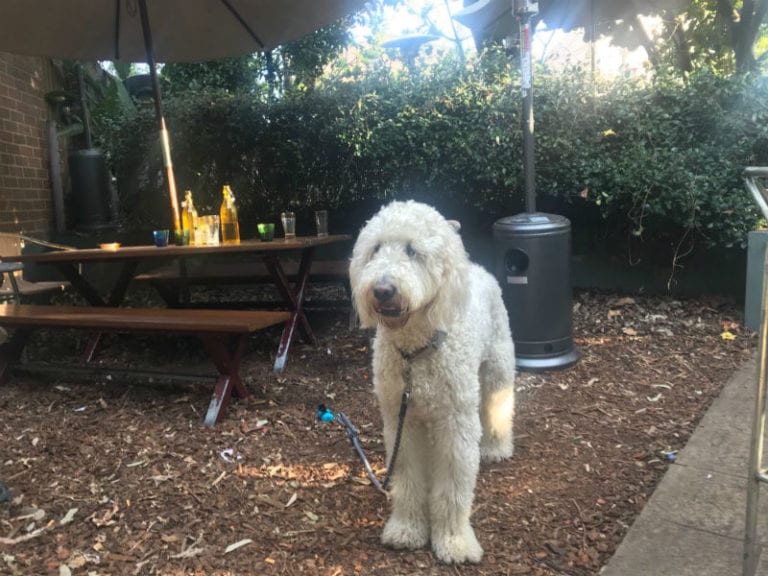 Golden Barley Dog Friendly Pub 1 768x576
