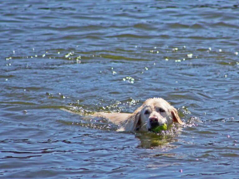 Green Lake Dog Friendly Camping 86 768x576