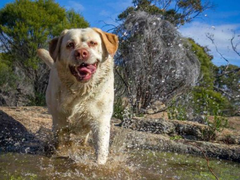 Kooyoora Dog Friendly Camping 2 86 768x576