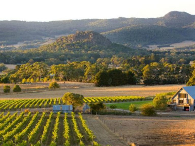 Mount Towrong Vineyard Dog Friendly Winery 1 86 768x576