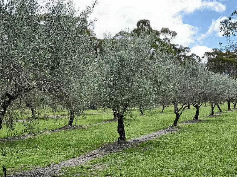 Mt Stirling Olive Farm Dog Friendly Farm 1 86 768x576