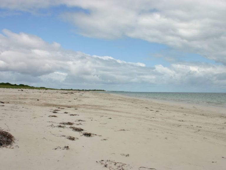 Pinks Beach Dog Friendly Beach 86 768x576