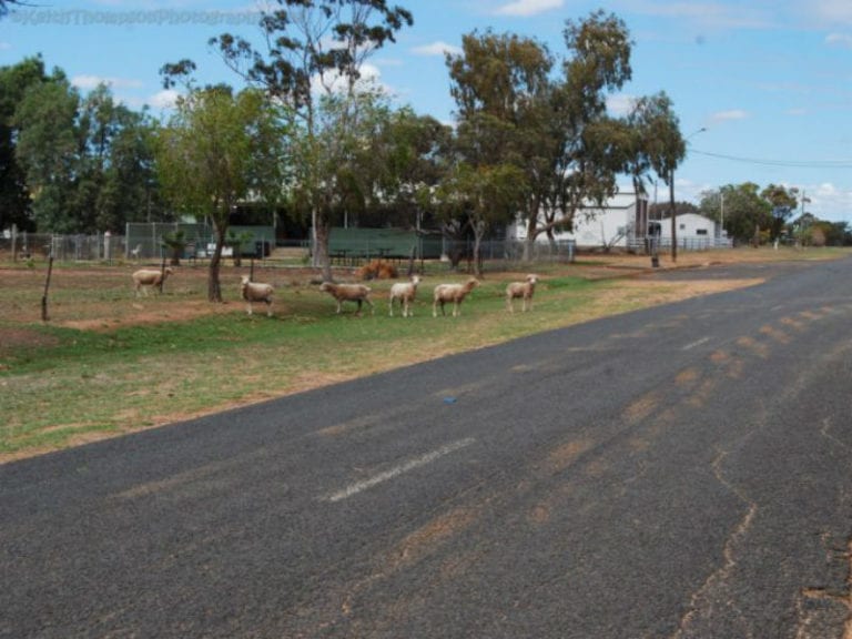 Quambone 1 86 768x576