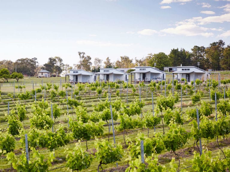 Ridgemill Estate Dog Friendly Winery 2 86 768x576