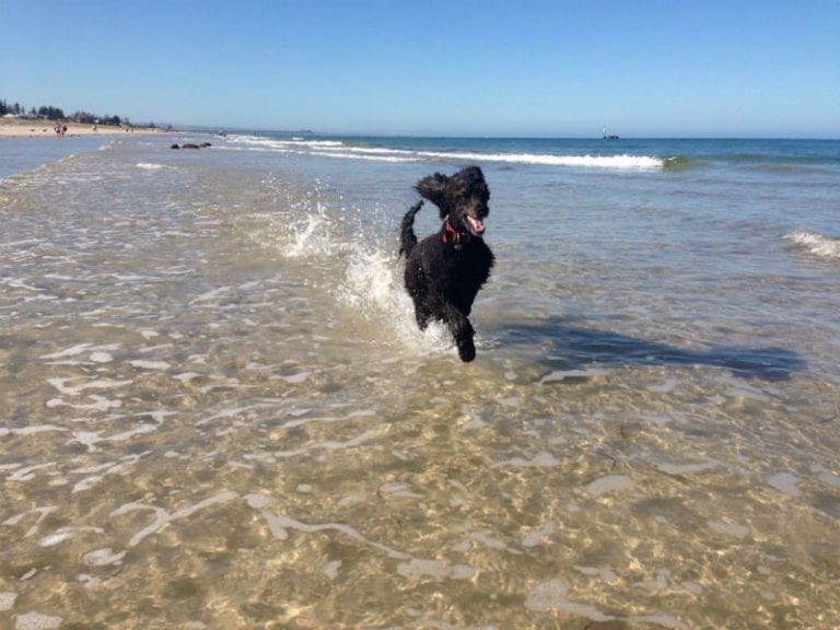 Tennyson Beach 86 768x576