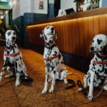 The Sheaf Dog Friendly Pub 1 150x150