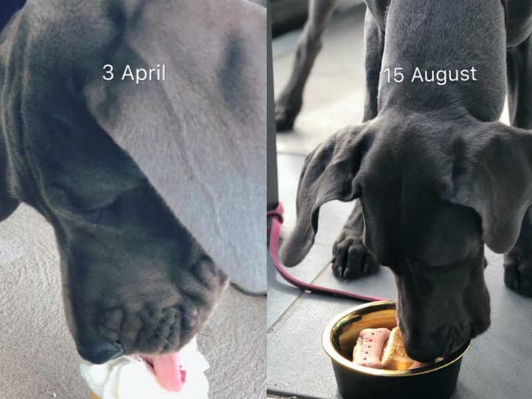 Zooi Cafe 86 768x576