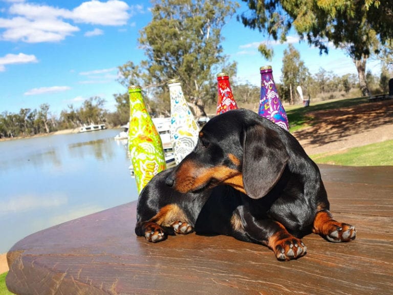 Caudo DOG 86 768x576