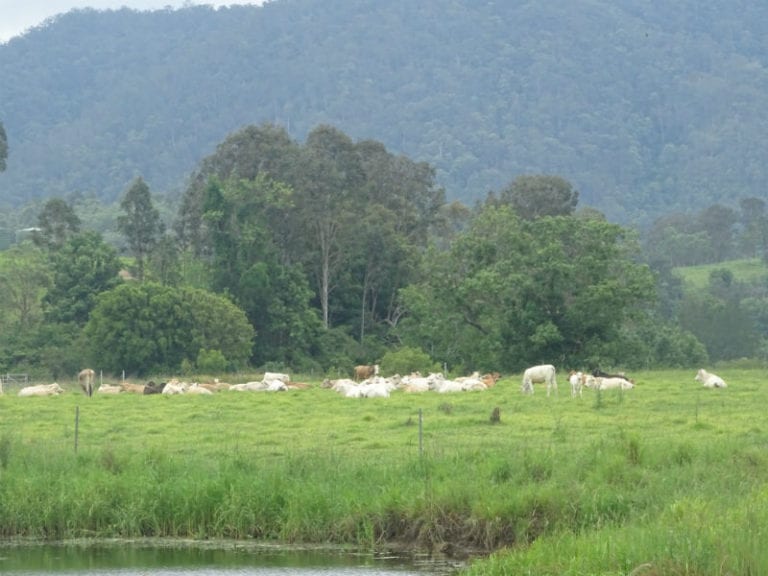 Fig Tree Walk 1 86 768x576