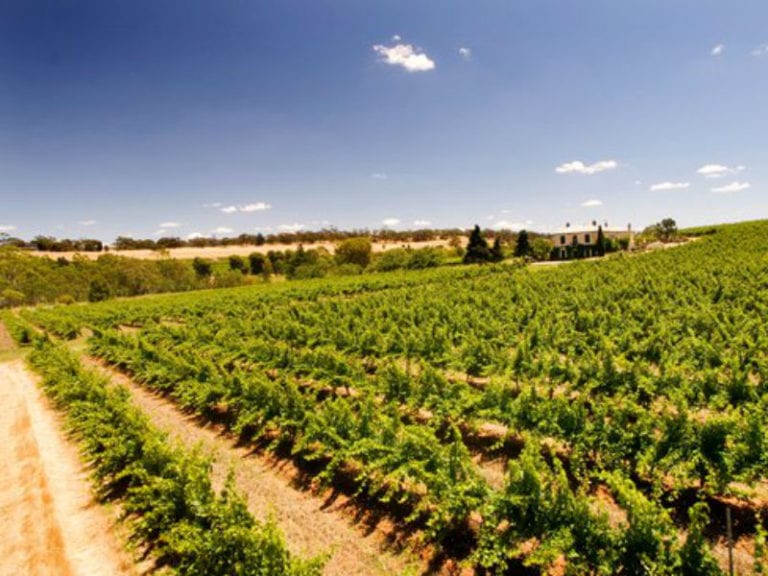 Jim Barry Dog Friendly Winery 2 86 768x576