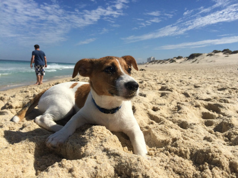 can dogs go on beach at scarborough