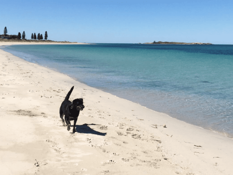 Shoalwater Beach 768x576
