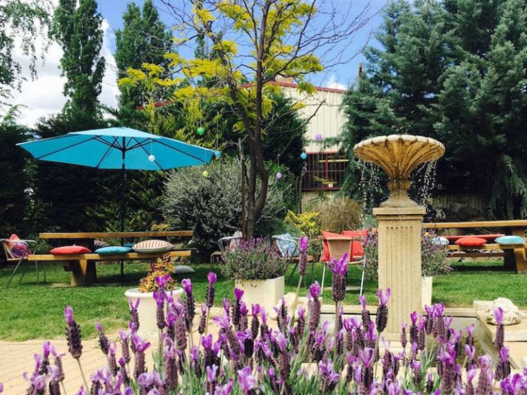 Shute The Gate Wines Dog Friendly Winery 2 86 768x576