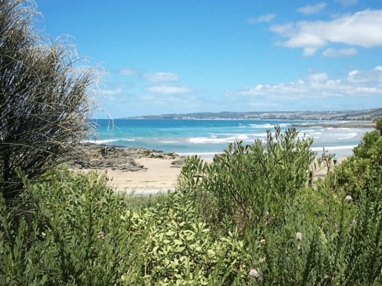 Skenes Creek Dog Friendly Camping 1 768x576