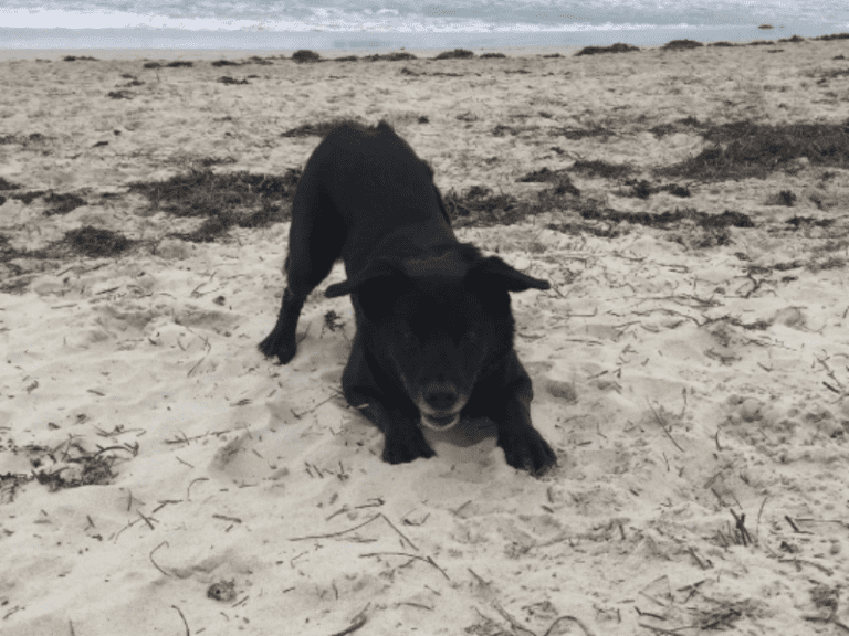 South Cottesloe Beach 768x576