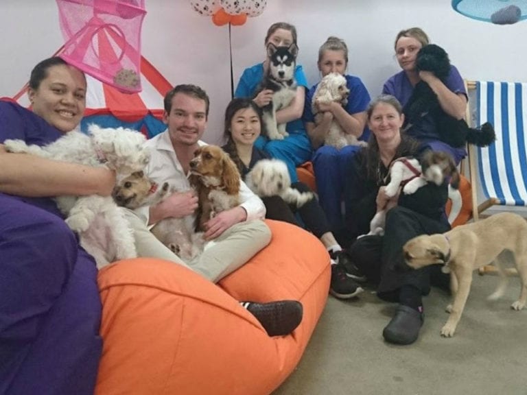 Southern Cross Vet 4 86 768x576