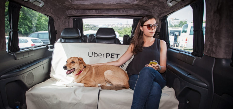 Uber Pets is finally in Australia! | Pupsy