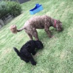 megsyandpete@gmail.com