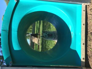 47C22A0F 26C3 4E99 975D 4BF4E20F2D21 300x225