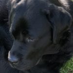 pfsilvestro@bigpond.com