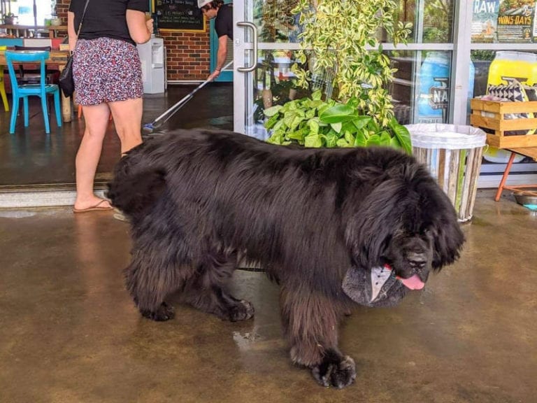 Dunsborough Lakes Holiday Park Dog Friendly Camping in Dunsborough