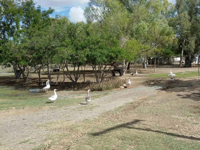 Corella Creek 86 768x576