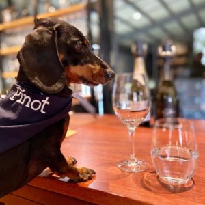 Dog Friendly Wine Tasting 300x300