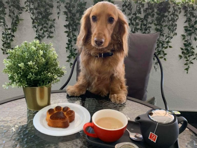 Furbaby Cafe 768x576