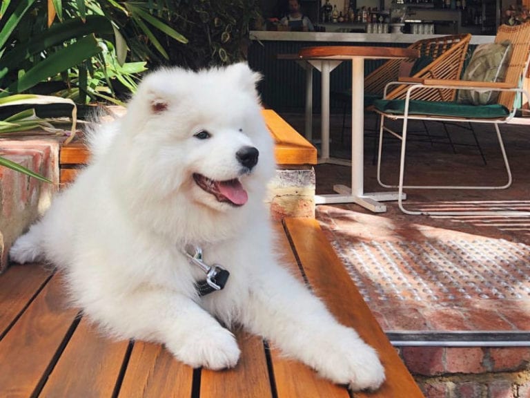 Henry Summer 768x576