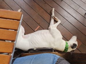 Patrick Jells 300x225