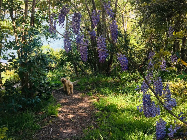 Tarban Creek Dog Friendly Walk 1b 86 768x576