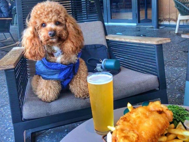 The Camfield 768x576