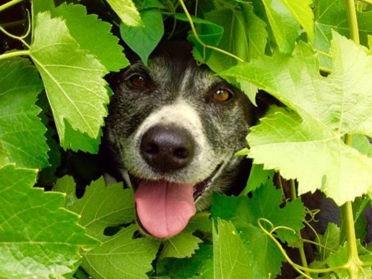 The Islander Estate 1 86 768x576