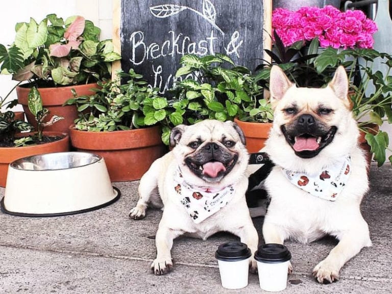 The Old Boy Cafe 768x576