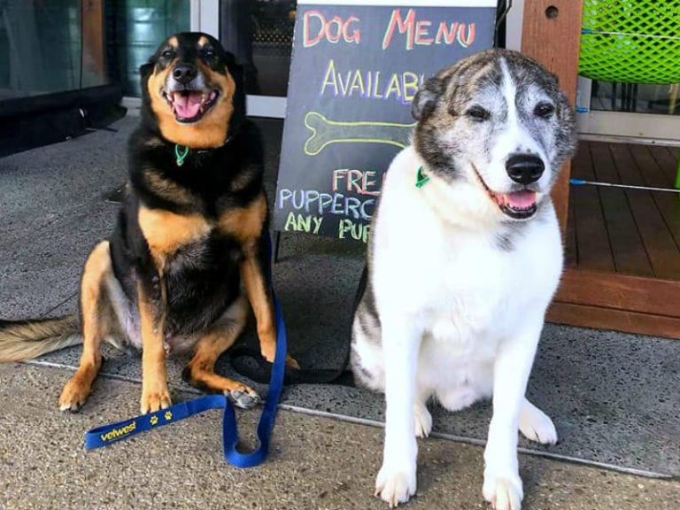 The Wild Fig 768x576