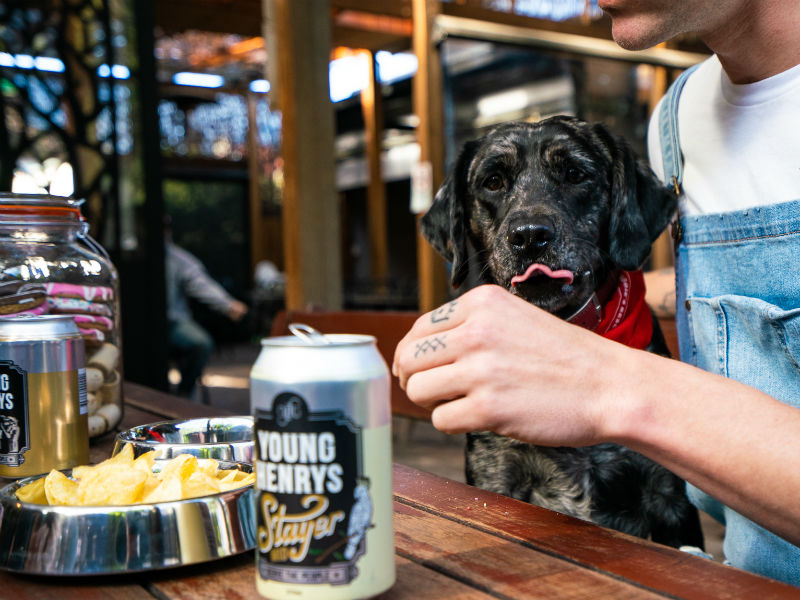 Young Henrys Dog Friendly Brewery 1 86
