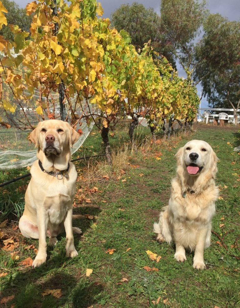 maeve dexter 768x984