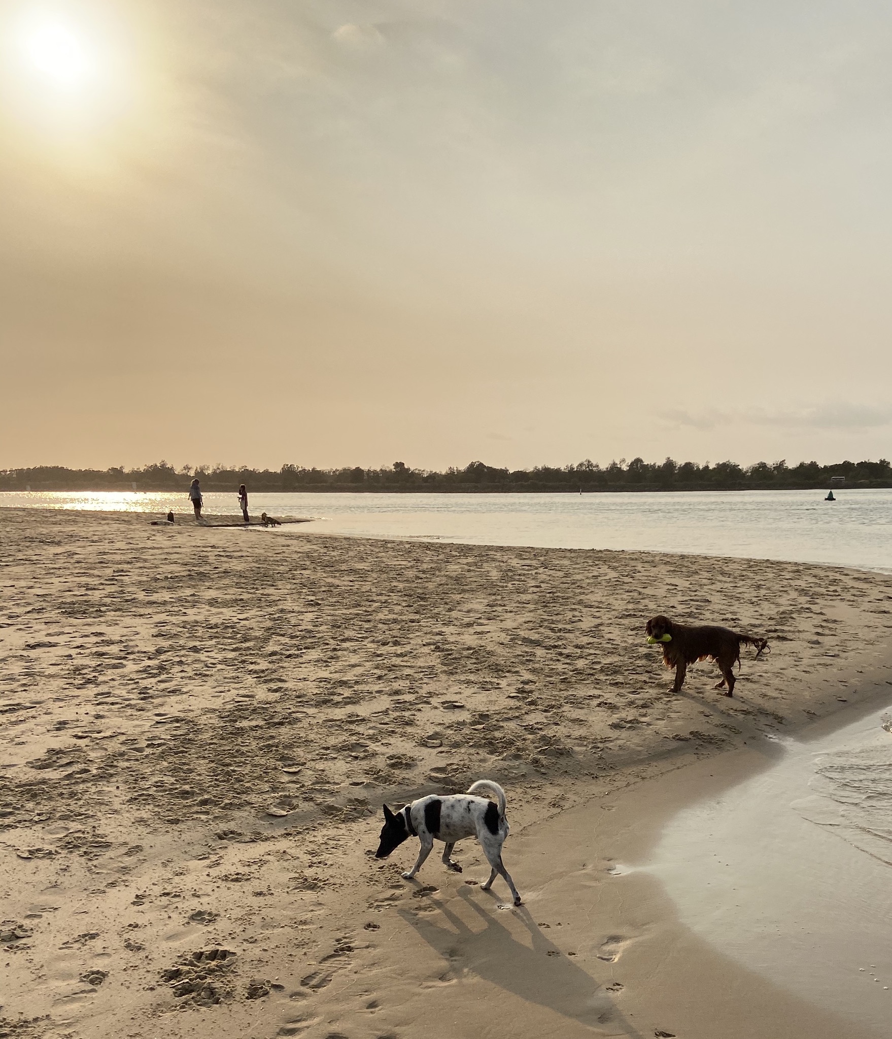 The Spit 24h Dog Friendly Beach In Ballina Pupsy