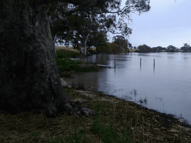 Cockatoo Lake 86 768x576